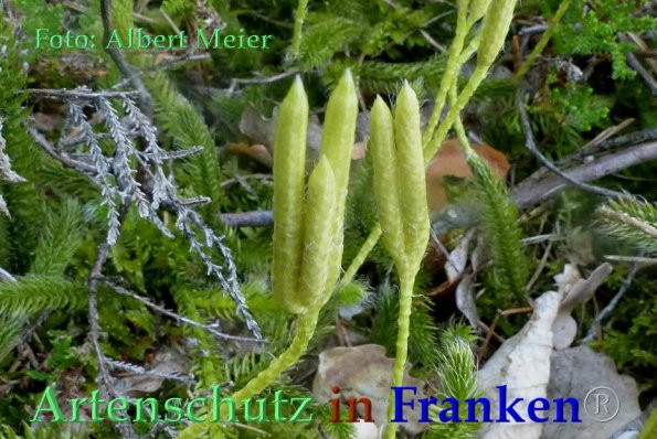 Copyright AiF - Albert Meier Bild zum Eintrag (85892-160)
