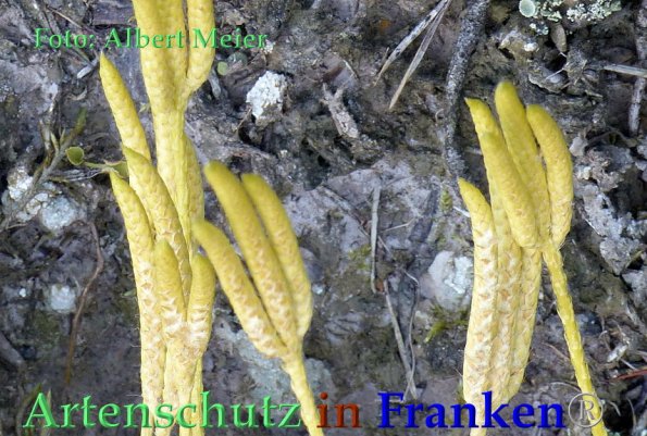 Copyright AiF - Albert Meier Bild zum Eintrag (85893-160)