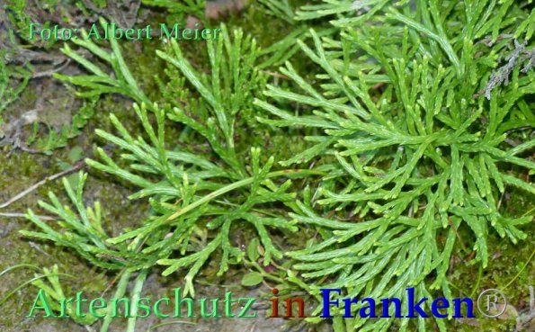 Copyright AiF - Albert Meier Bild zum Eintrag (85903-160)