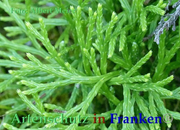 Copyright AiF - Albert Meier Bild zum Eintrag (85904-160)