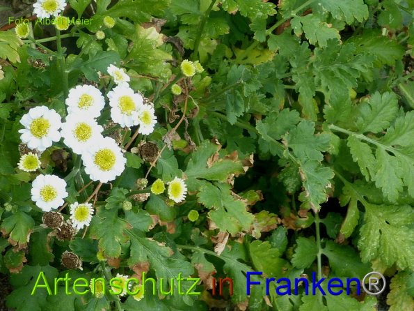 Copyright AiF - Albert Meier Bild zum Eintrag (86107-160)