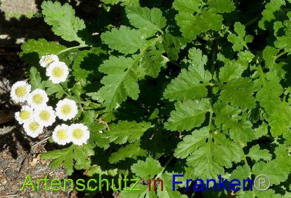 Copyright AiF - Albert Meier Bild zum Eintrag (86108-160)