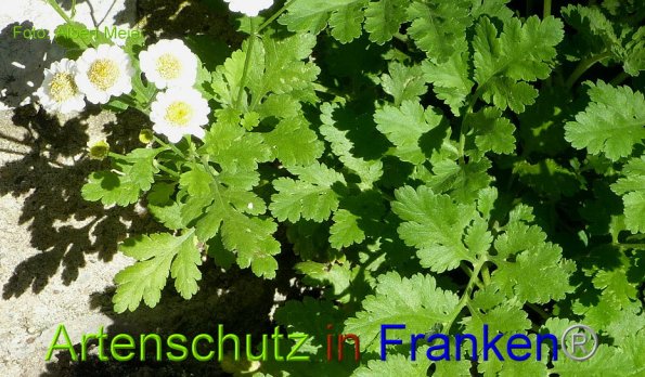 Copyright AiF - Albert Meier Bild zum Eintrag (86109-160)