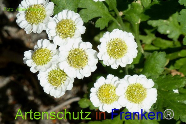 Copyright AiF - Albert Meier Bild zum Eintrag (86110-160)