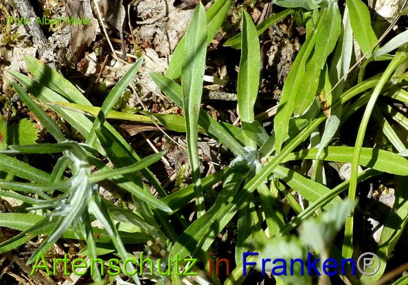 Copyright AiF - Albert Meier Bild zum Eintrag (86113-160)