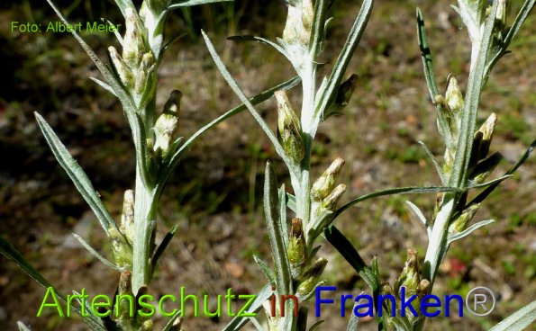 Copyright AiF - Albert Meier Bild zum Eintrag (86114-160)