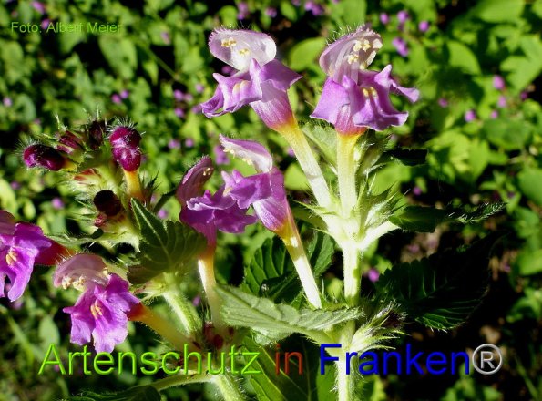 Copyright AiF - Albert Meier Bild zum Eintrag (86119-160)