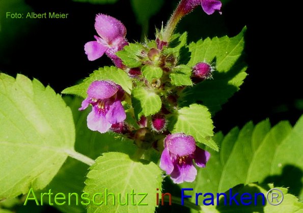 Copyright AiF - Albert Meier Bild zum Eintrag (86120-160)