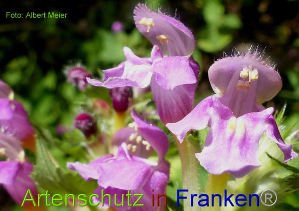 Copyright AiF - Albert Meier Bild zum Eintrag (86122-160)