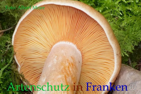 Copyright AiF - Albert Meier Bild zum Eintrag (86232-160)