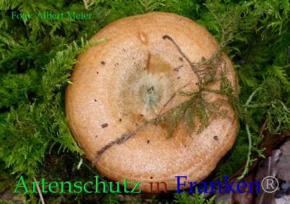 Copyright AiF - Albert Meier Bild zum Eintrag (86233-160)
