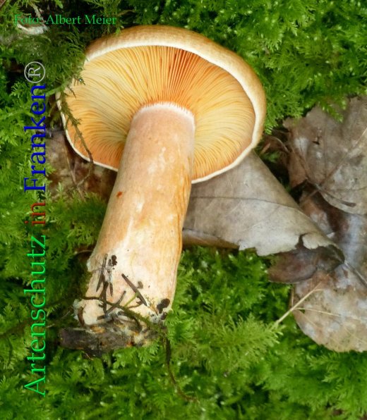 Copyright AiF - Albert Meier Bild zum Eintrag (86235-160)