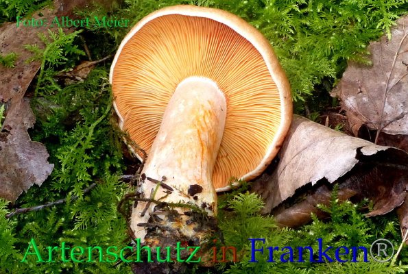 Copyright AiF - Albert Meier Bild zum Eintrag (86236-160)