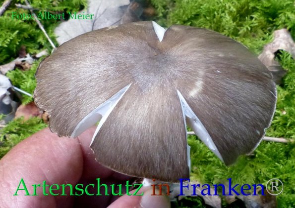 Copyright AiF - Albert Meier Bild zum Eintrag (86241-160)
