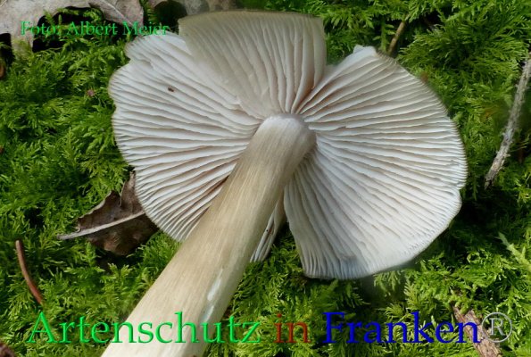 Copyright AiF - Albert Meier Bild zum Eintrag (86244-160)