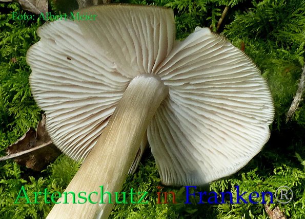 Copyright AiF - Albert Meier Bild zum Eintrag (86245-160)