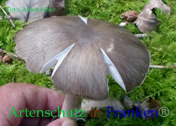 Copyright AiF - Albert Meier Bild zum Eintrag (86246-160)