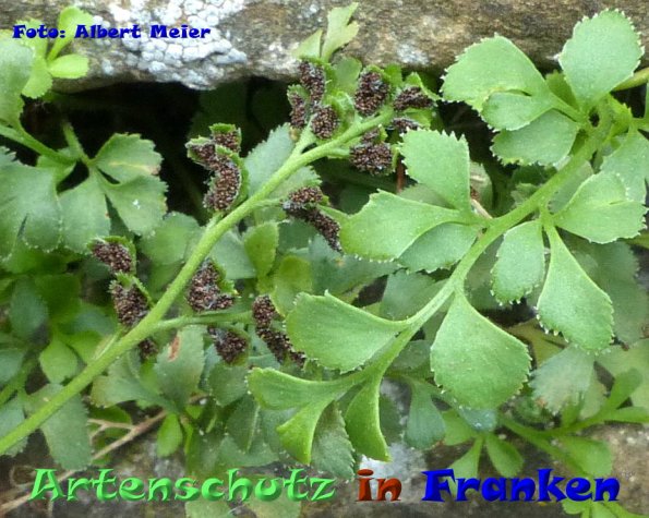 Copyright AiF - Albert Meier Bild zum Eintrag (86623-160)