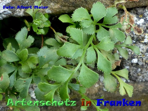 Copyright AiF - Albert Meier Bild zum Eintrag (86624-160)