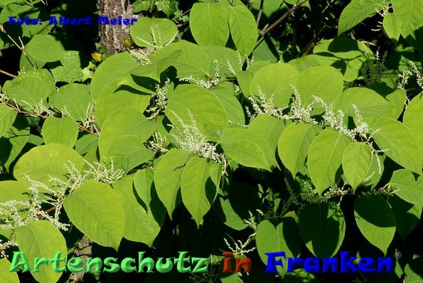 Copyright AiF - Albert Meier Bild zum Eintrag (86628-160)