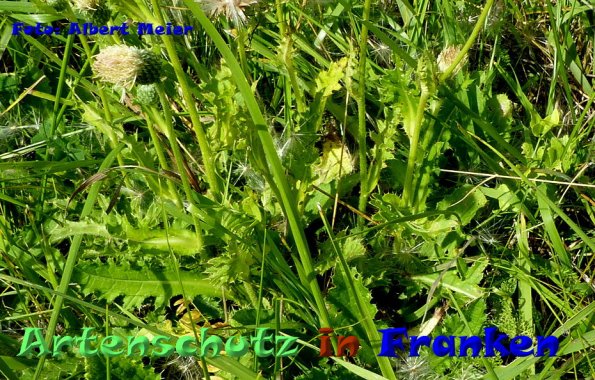 Copyright AiF - Albert Meier Bild zum Eintrag (86634-160)