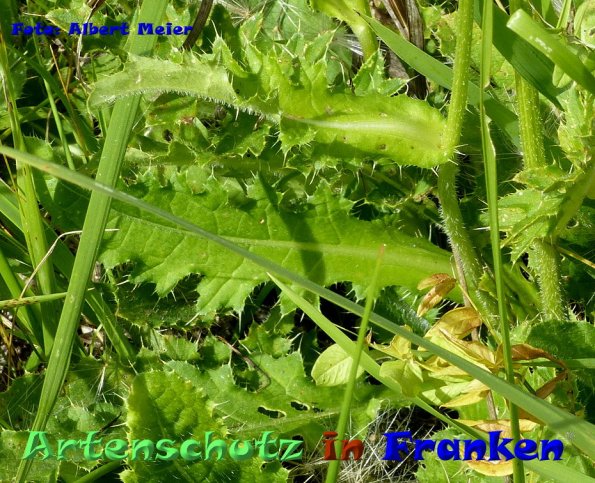 Copyright AiF - Albert Meier Bild zum Eintrag (86635-160)