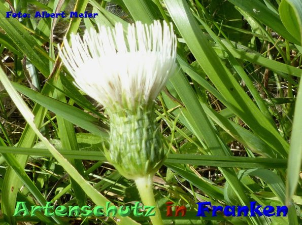 Copyright AiF - Albert Meier Bild zum Eintrag (86636-160)