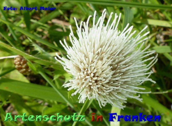 Copyright AiF - Albert Meier Bild zum Eintrag (86639-160)