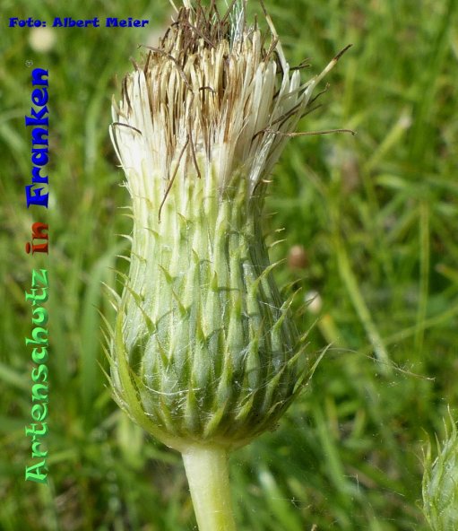Copyright AiF - Albert Meier Bild zum Eintrag (86640-160)
