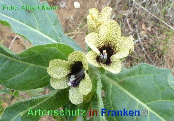Copyright AiF - Albert Meier Bild zum Eintrag (87868-160)