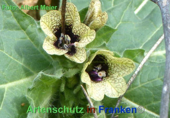 Copyright AiF - Albert Meier Bild zum Eintrag (87870-160)