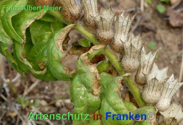 Copyright AiF - Albert Meier Bild zum Eintrag (87872-160)