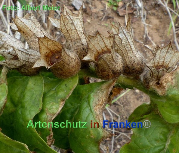 Copyright AiF - Albert Meier Bild zum Eintrag (87873-160)