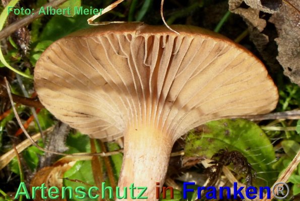 Copyright AiF - Albert Meier Bild zum Eintrag (88145-160)