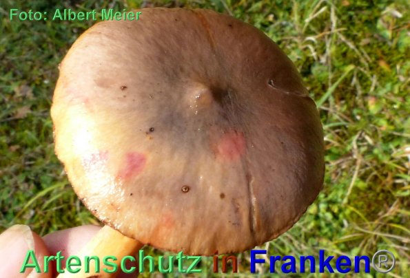 Copyright AiF - Albert Meier Bild zum Eintrag (88146-160)