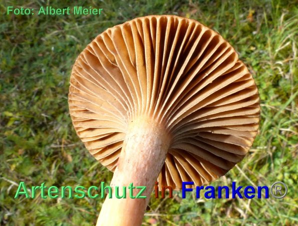 Copyright AiF - Albert Meier Bild zum Eintrag (88147-160)