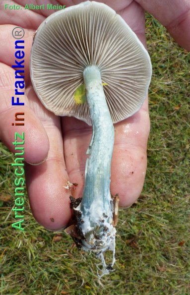 Copyright AiF - Albert Meier Bild zum Eintrag (88151-160)