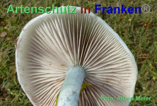 Copyright AiF - Albert Meier Bild zum Eintrag (88153-160)