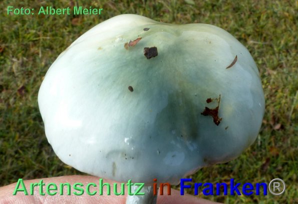 Copyright AiF - Albert Meier Bild zum Eintrag (88154-160)