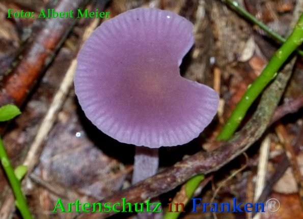 Copyright AiF - Albert Meier Bild zum Eintrag (88404-160)