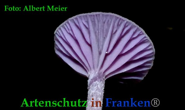 Copyright AiF - Albert Meier Bild zum Eintrag (88405-160)