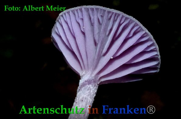 Copyright AiF - Albert Meier Bild zum Eintrag (88406-160)