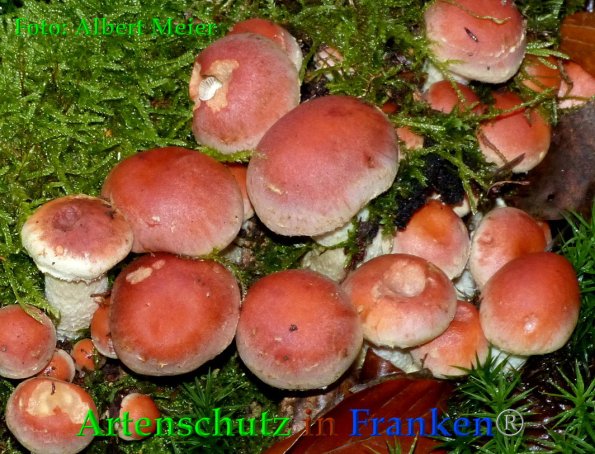 Copyright AiF - Albert Meier Bild zum Eintrag (88411-160)