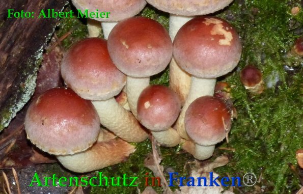 Bild zum Eintrag (88412-160)