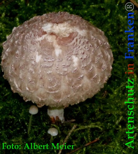 Copyright AiF - Albert Meier Bild zum Eintrag (88530-160)
