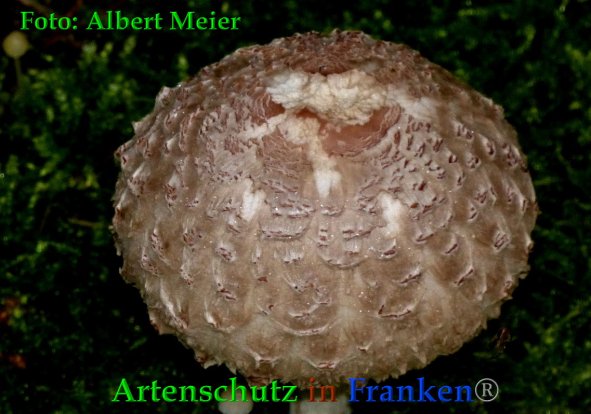 Copyright AiF - Albert Meier Bild zum Eintrag (88531-160)
