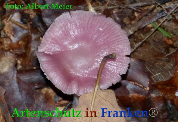 Copyright AiF - Albert Meier Bild zum Eintrag (88534-160)