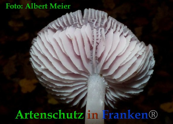 Copyright AiF - Albert Meier Bild zum Eintrag (88535-160)