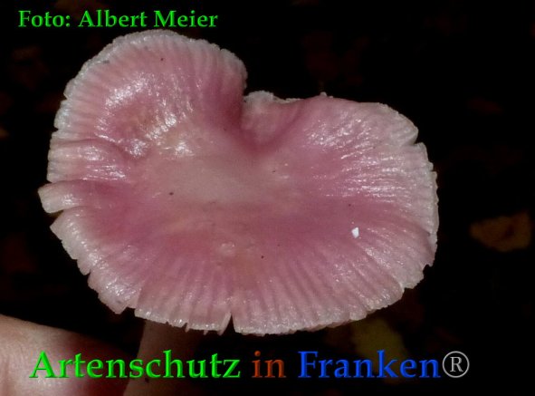 Copyright AiF - Albert Meier Bild zum Eintrag (88536-160)