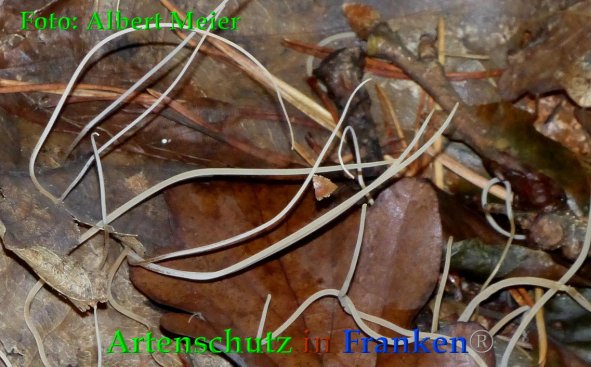 Copyright AiF - Albert Meier Bild zum Eintrag (88541-160)